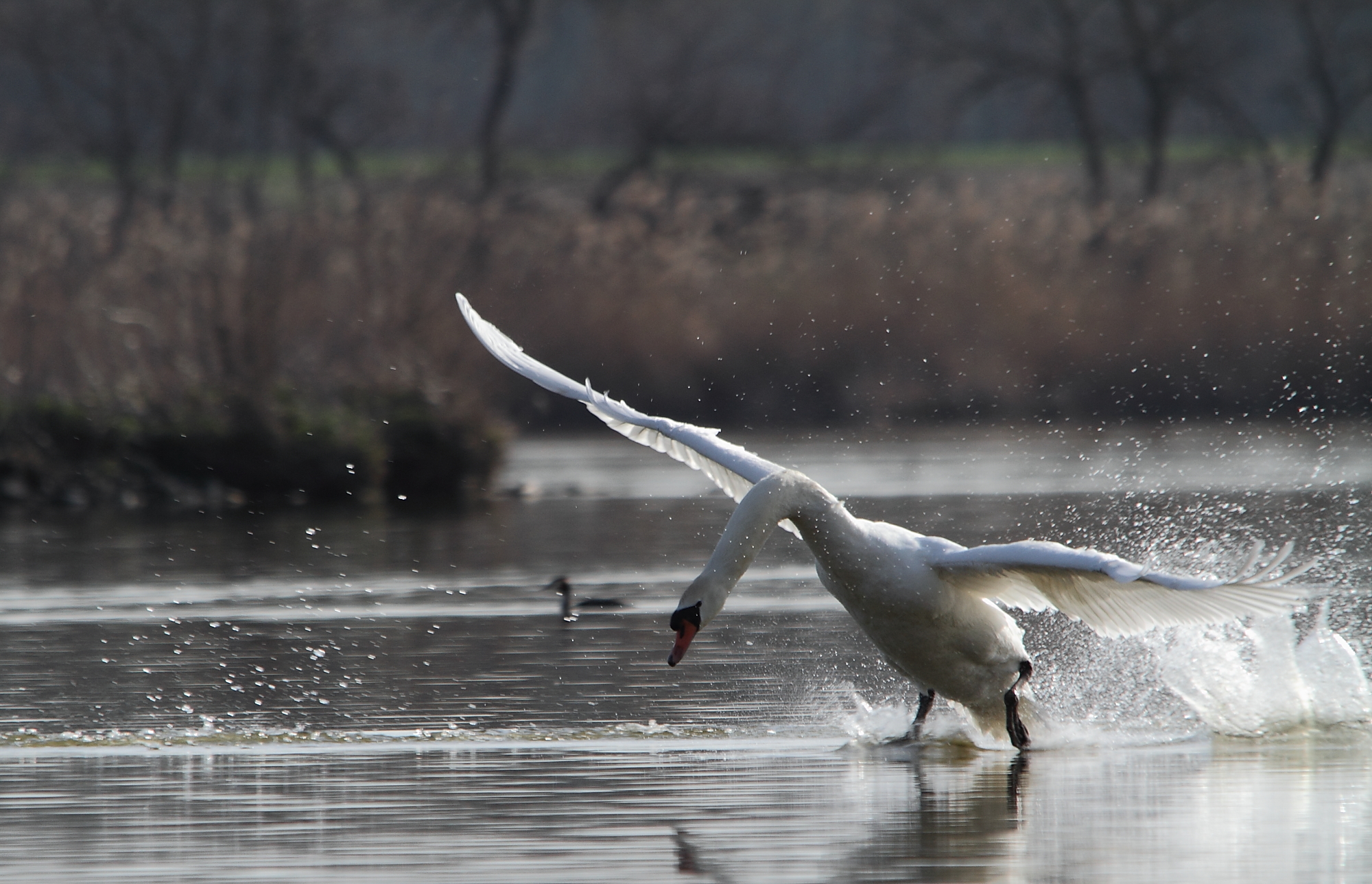 Envol cygne Dombes