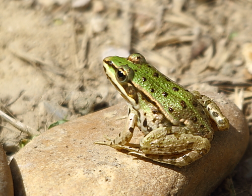 Grenouille verte Dombes