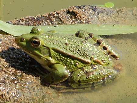 Grenouille verte