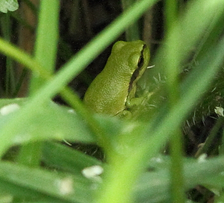 Rainette verte