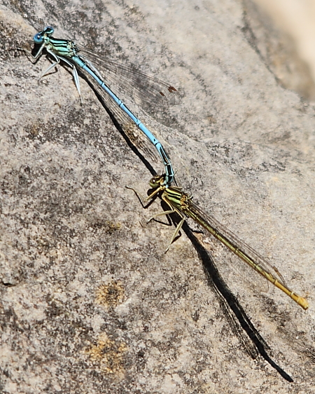 agrion à larges pattes