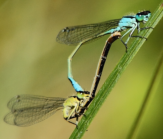 agrion élégant couple1