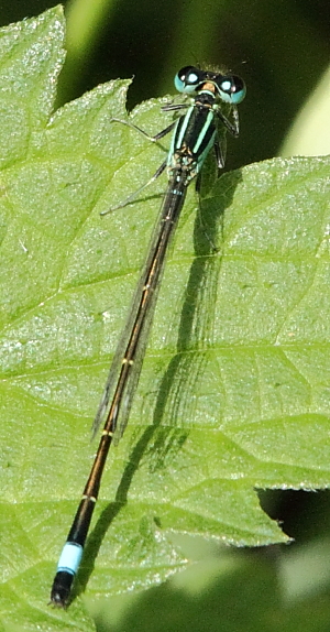 agrion élégant mâle mature