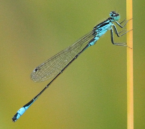 agrion élégant mâle mature1