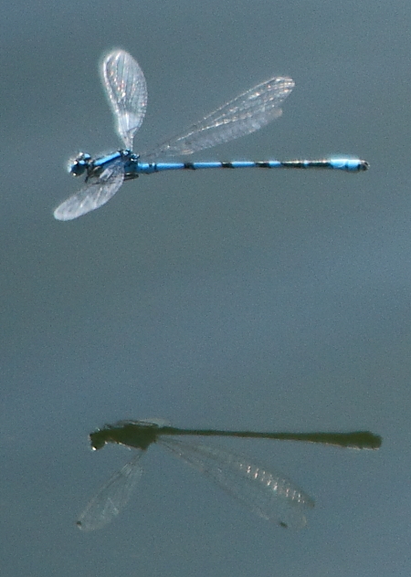 agrion jouvencelle