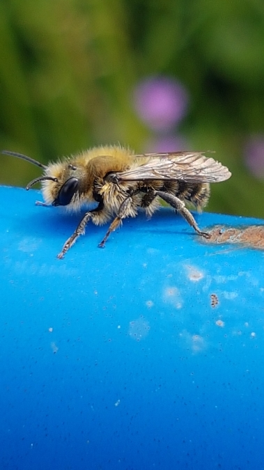 andrena