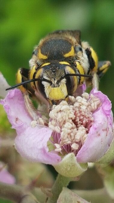 anthidium manicatum