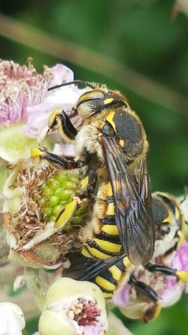 anthidium manicatum