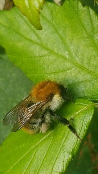 bombus humilis