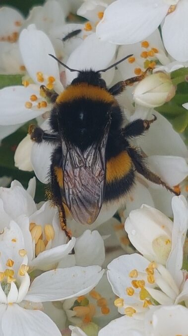 bombus terrestris