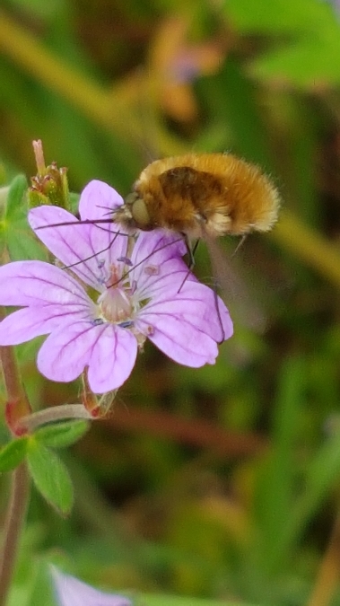 bombylius major