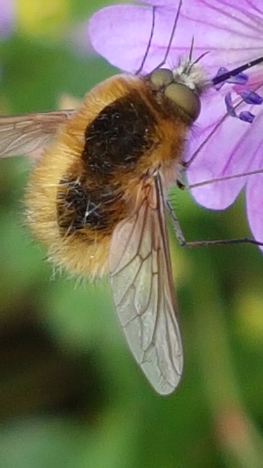 bombylius