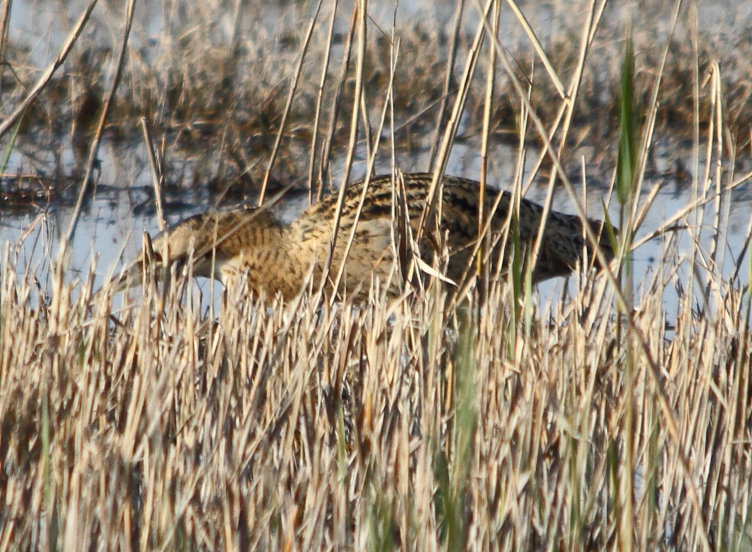 butoretoile2Camargue