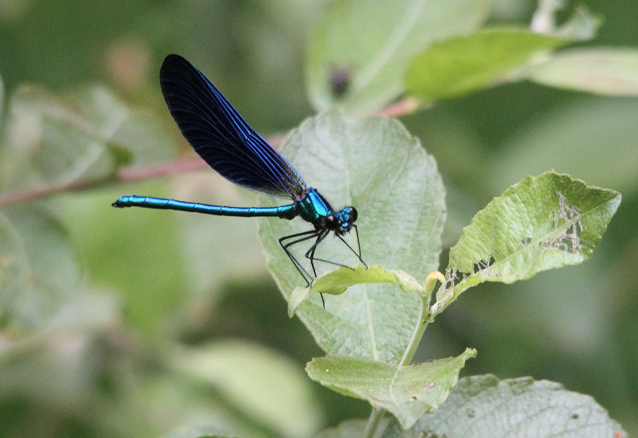 calopteryxvierge male des cars1