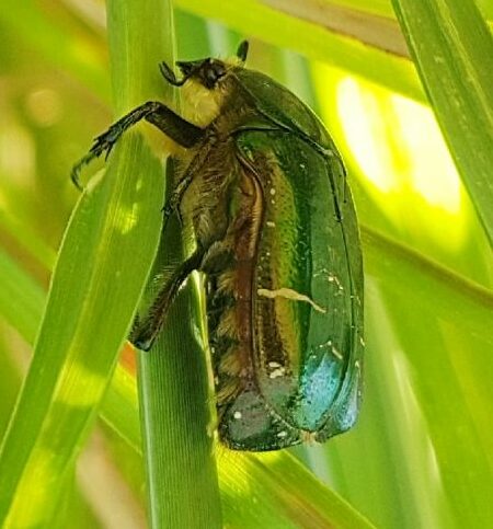 cetonia aurata