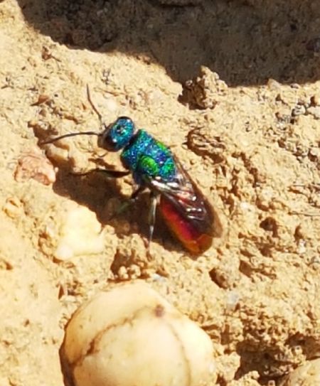 chrysididae