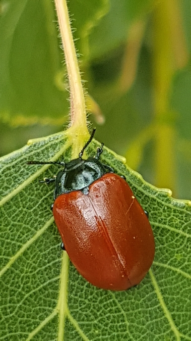 chrysolina polita