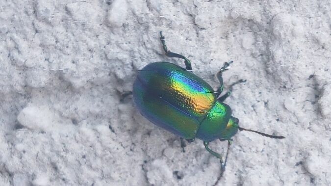 chrysolina