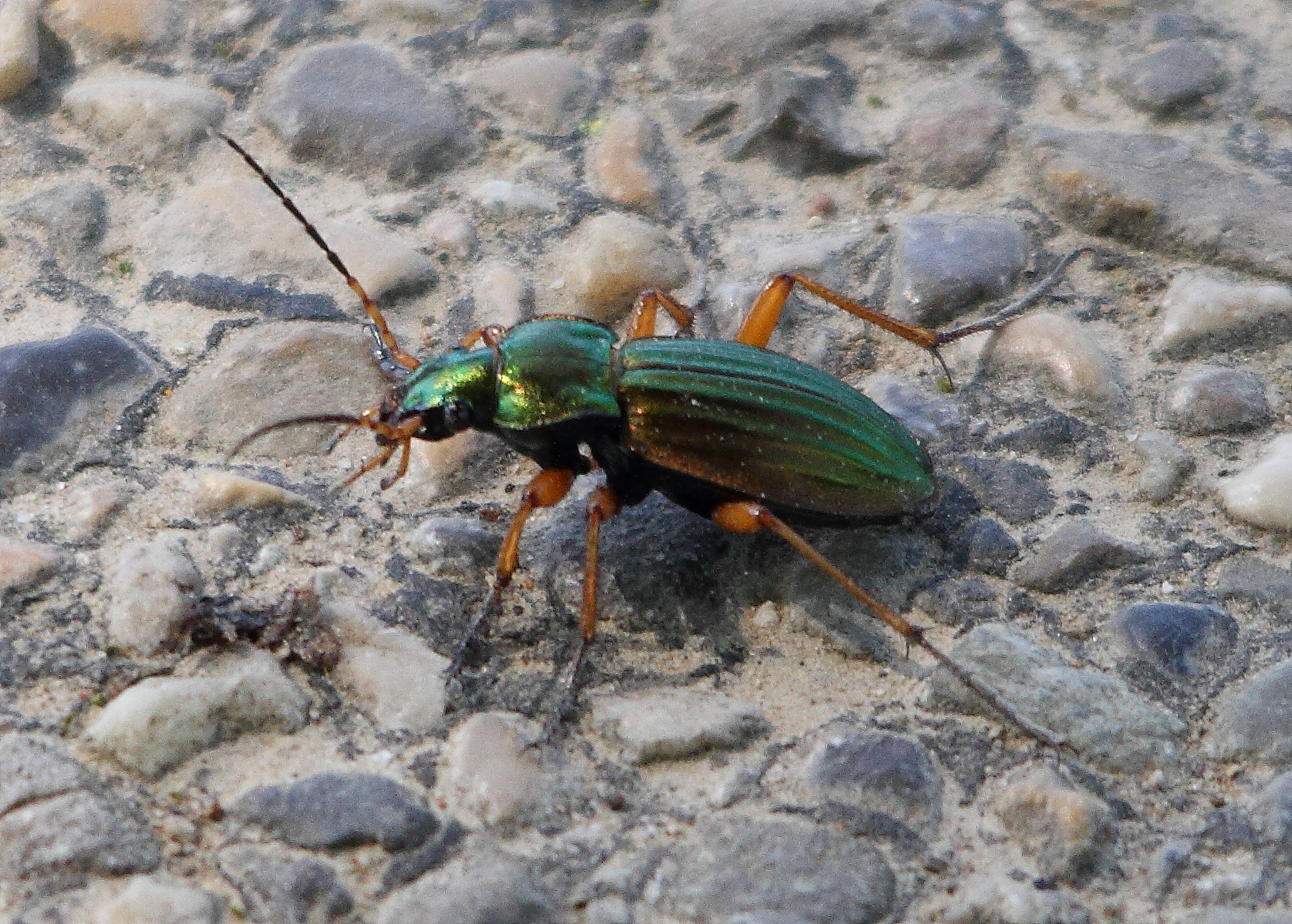 coléoptere inconnu