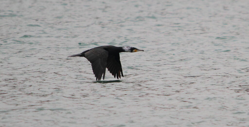 cormoran