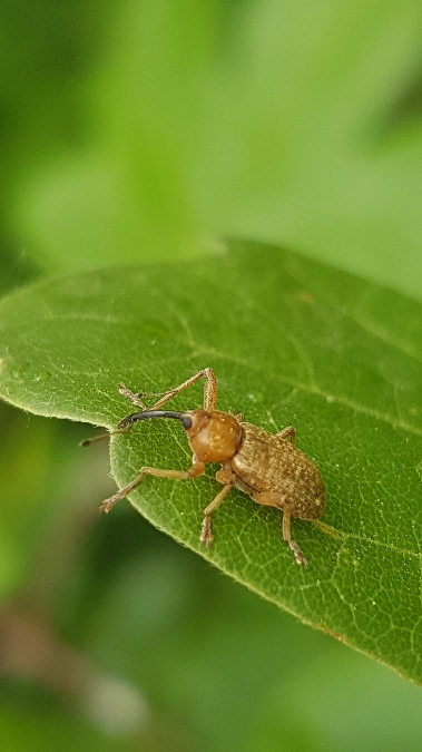 curculio pellitus