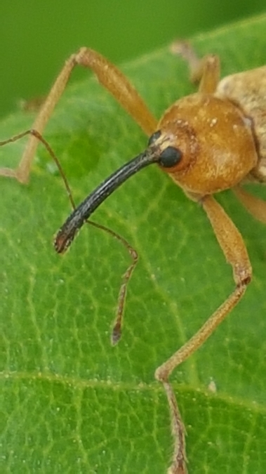 curculio pellitusGP