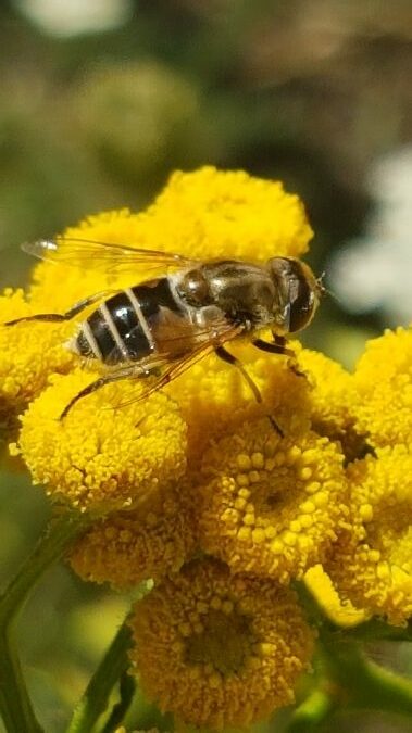 eristalis arbustorum