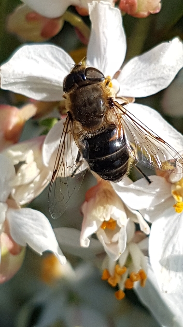 eristalis similis