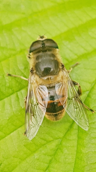 eristalis tenax