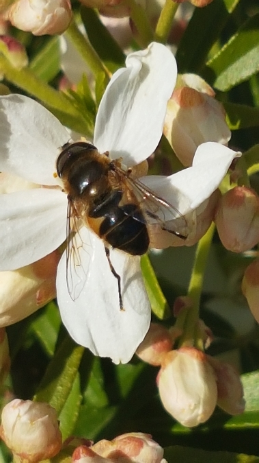 eristalis tenax