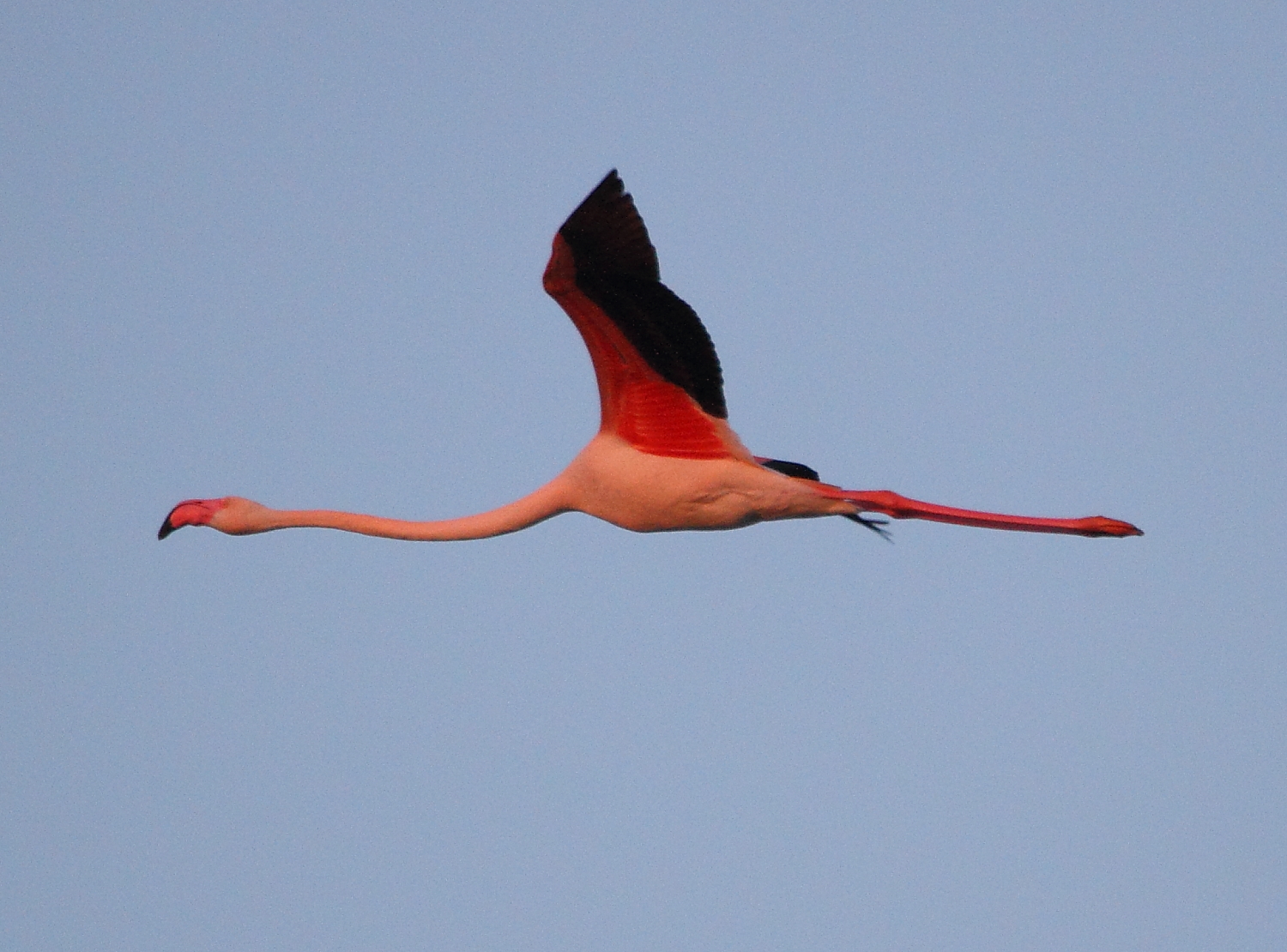 flamantrose3Camargue