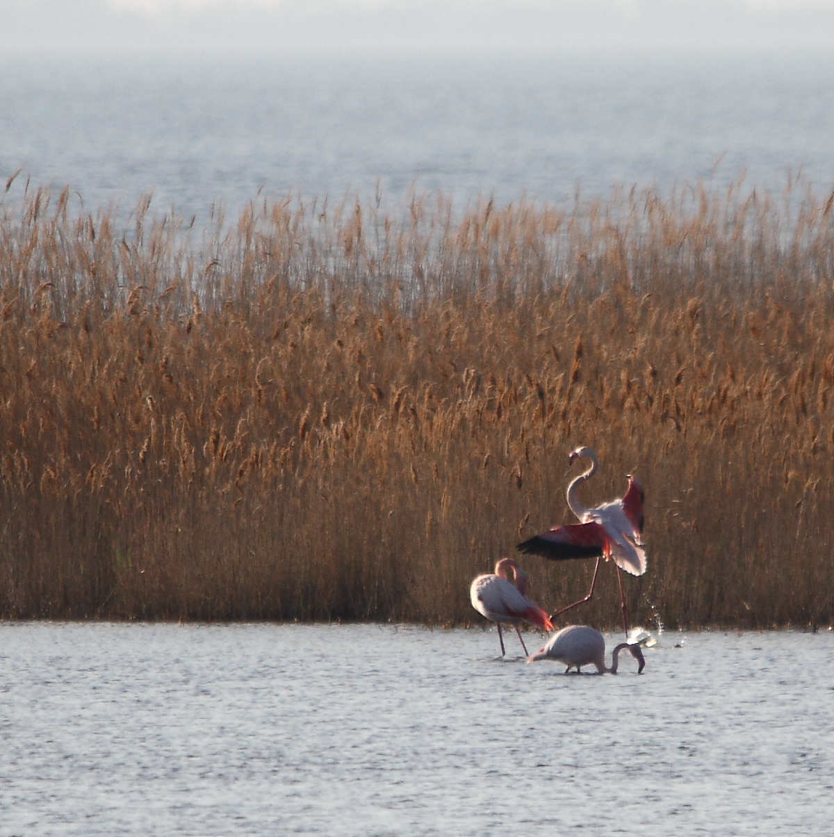 flamantsroses1Camargue