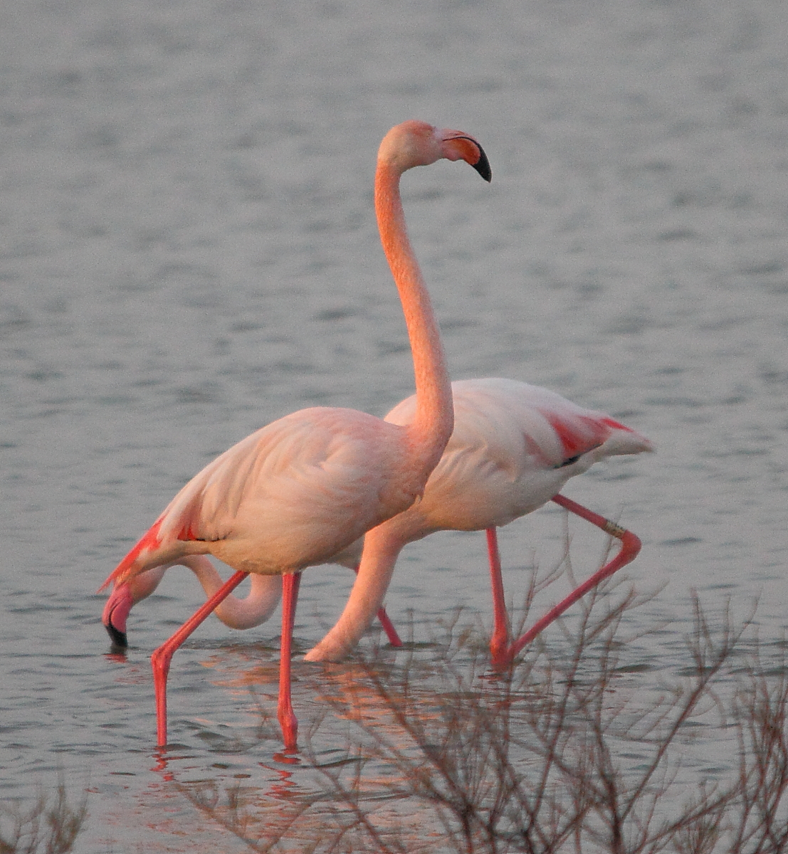 flamantsroses4Camargue