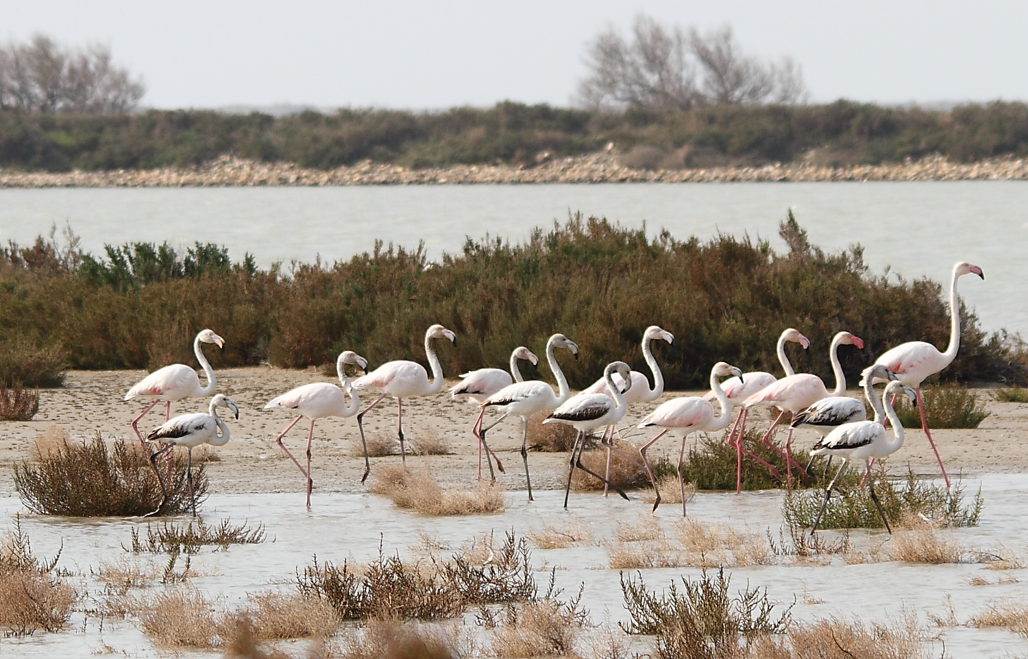 flamantsroses8Camargue