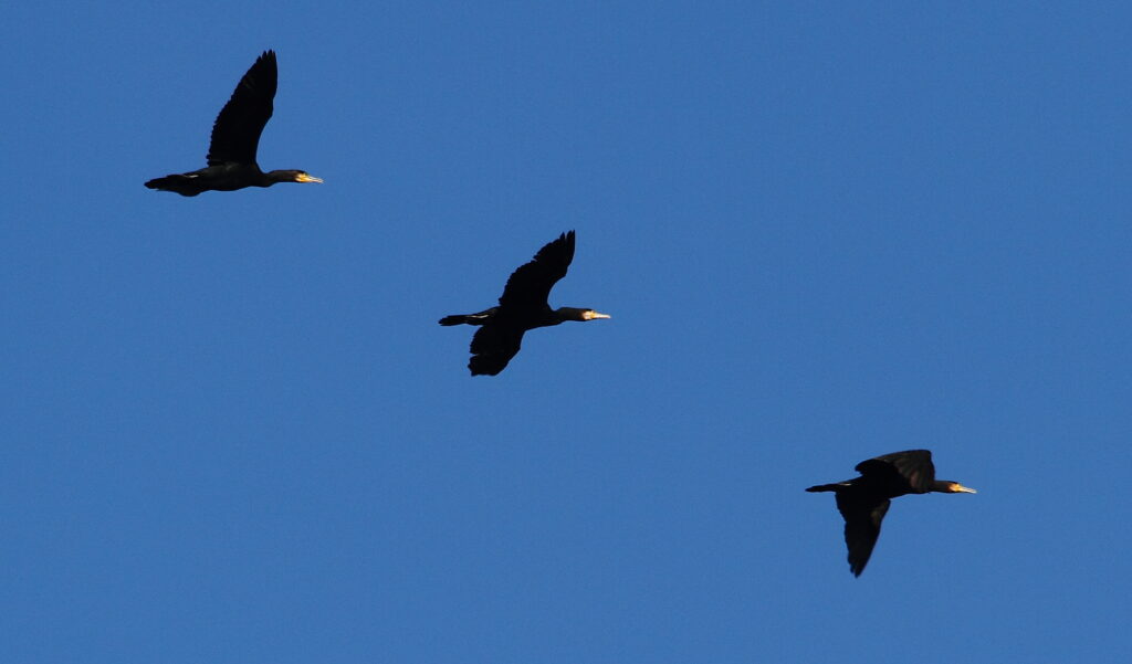 grands cormorans