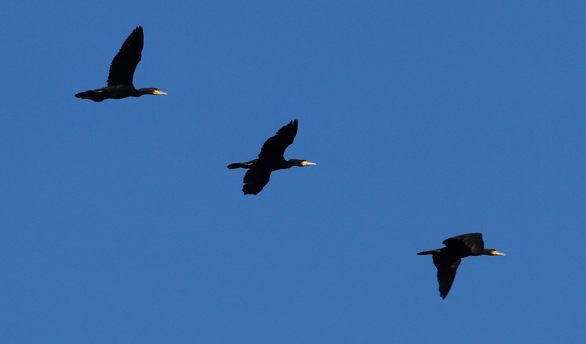 grands cormorans