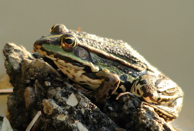 grenouille de lessona reduit