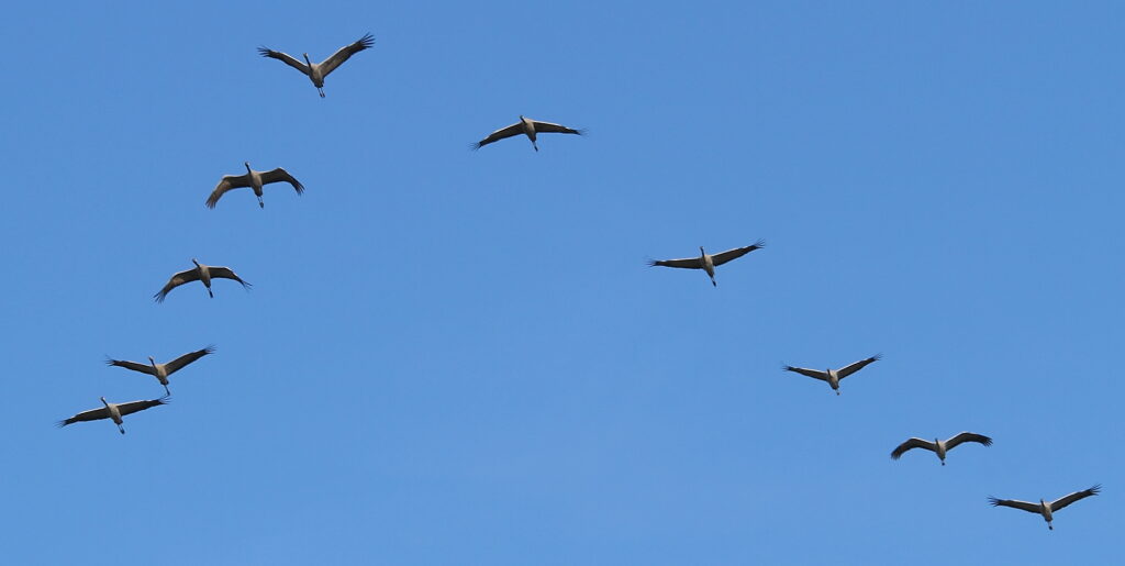 grues cendrees