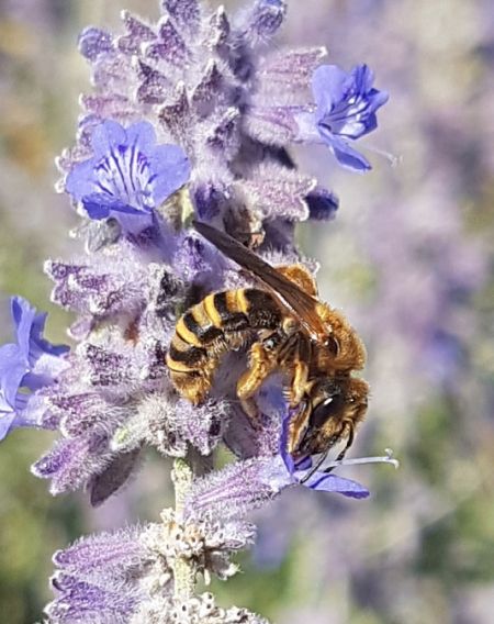 halictus scabiosae