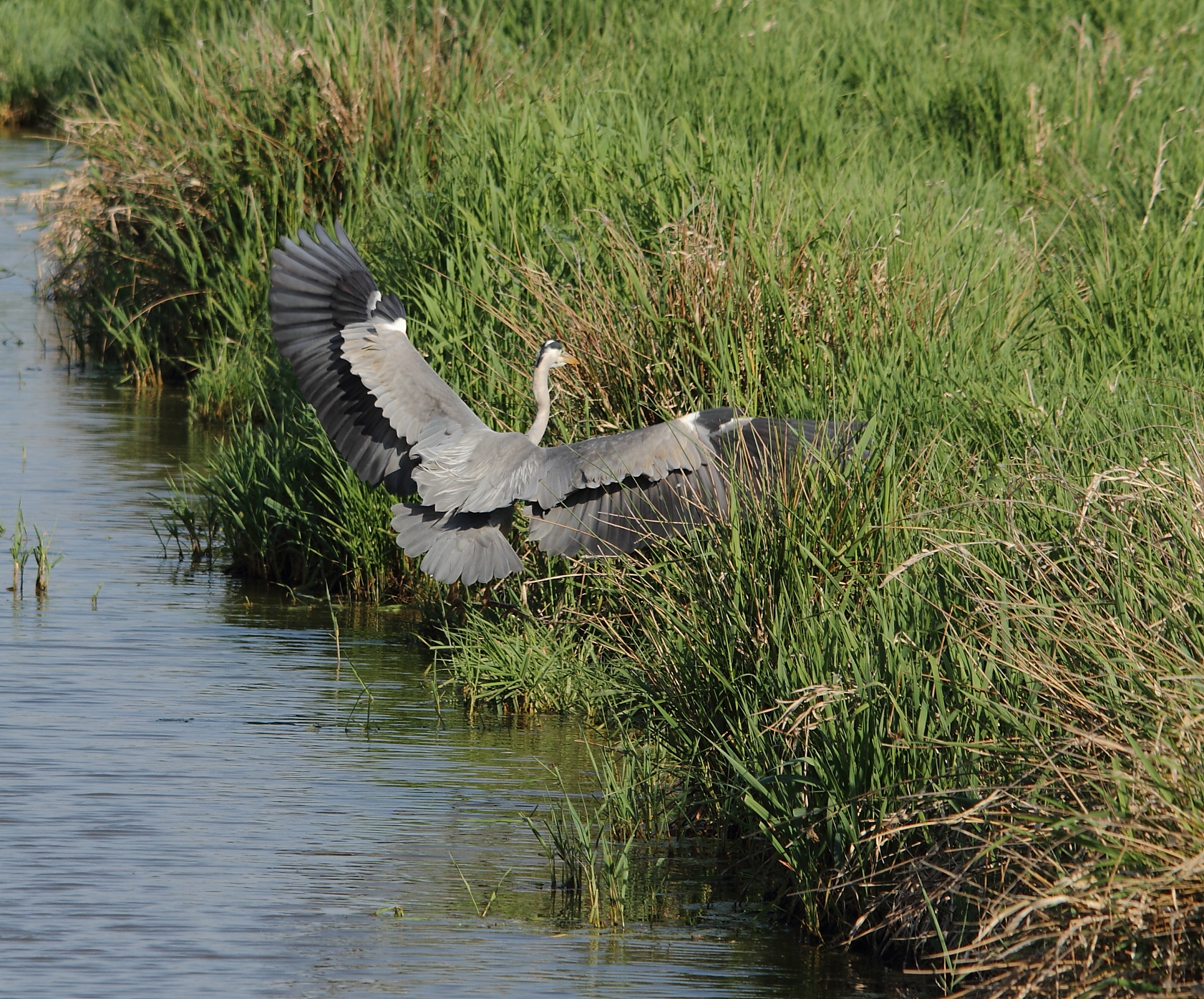 heron cendre