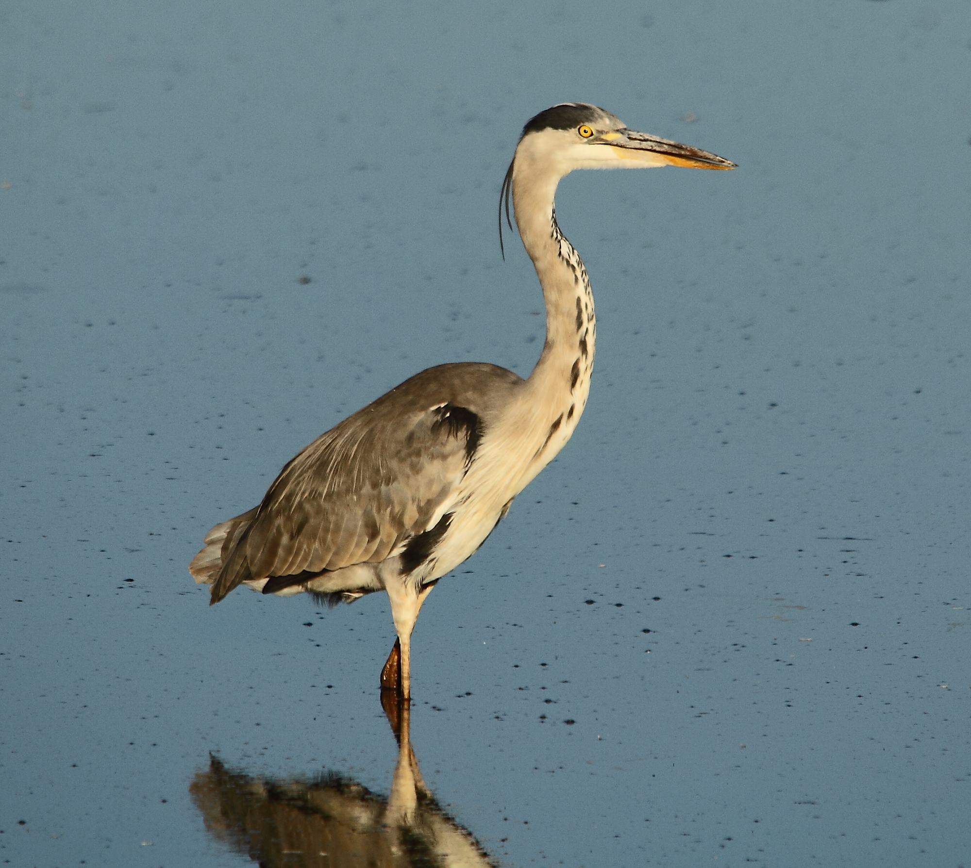 heron cendre1