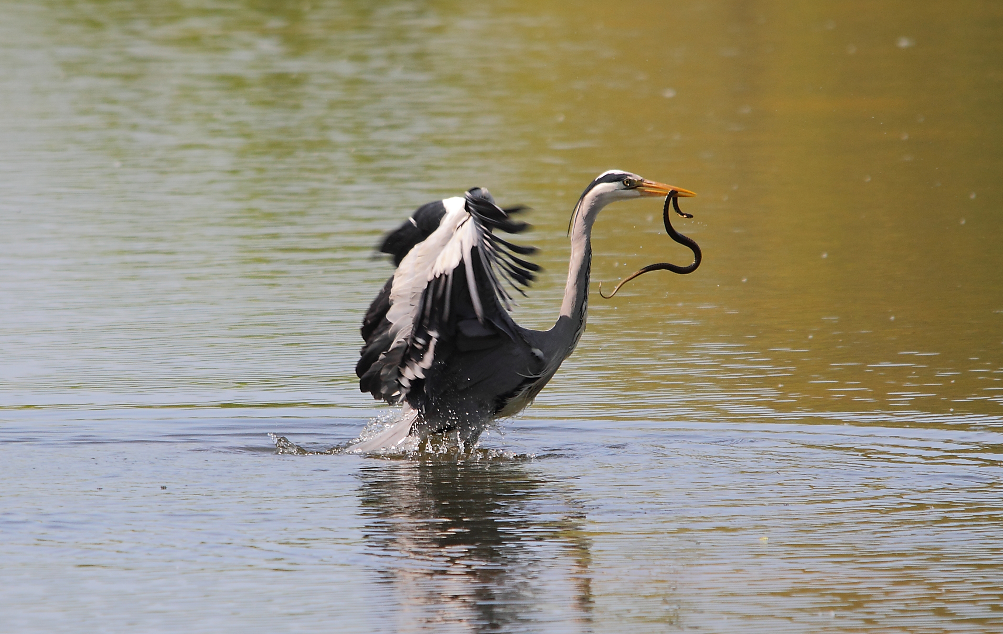 heron couleuvre