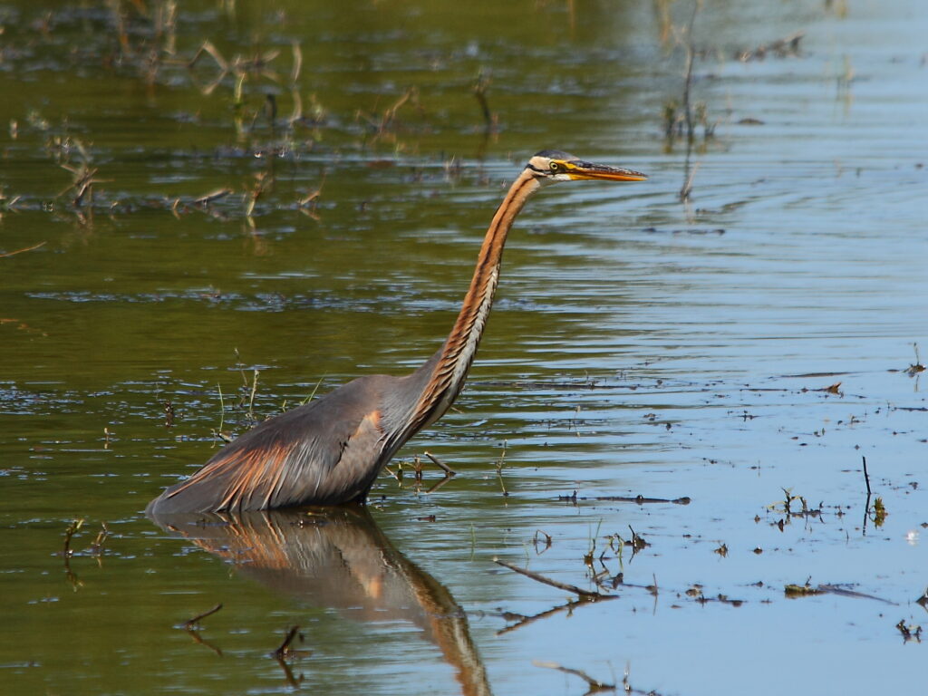 heron pourpre
