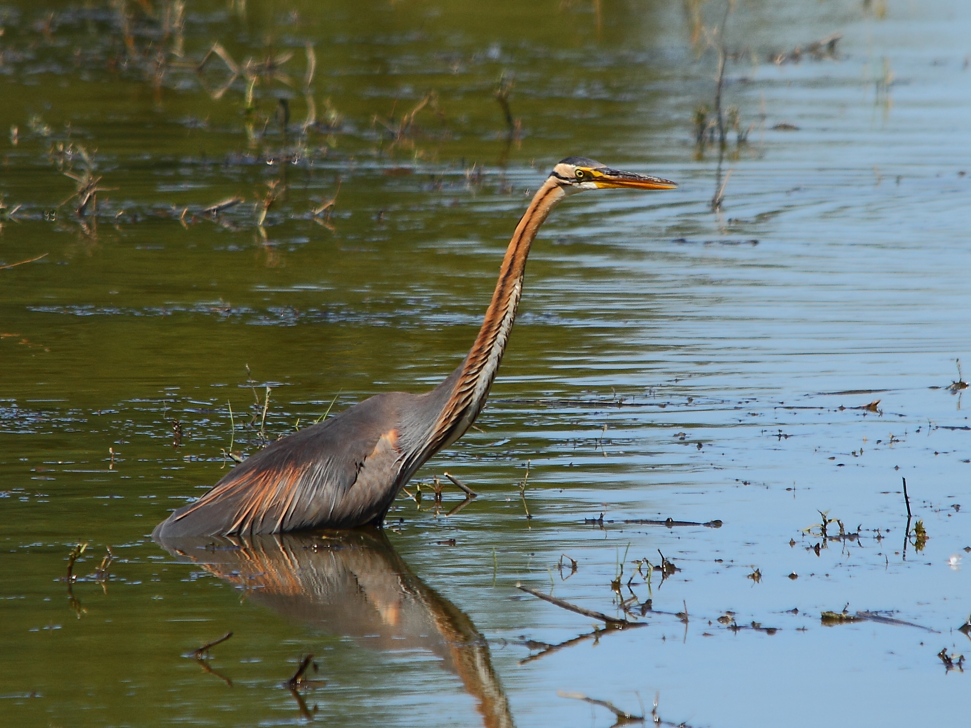 heron pourpre