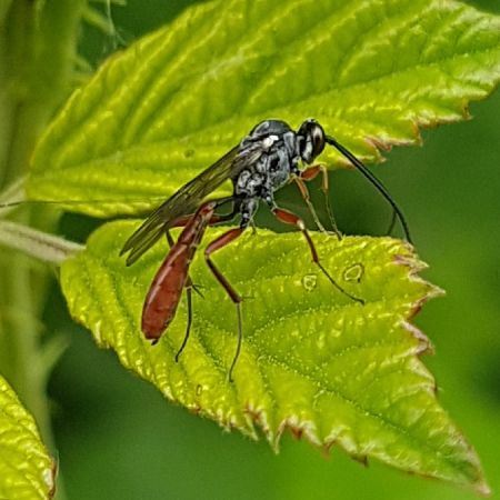 ichneumon