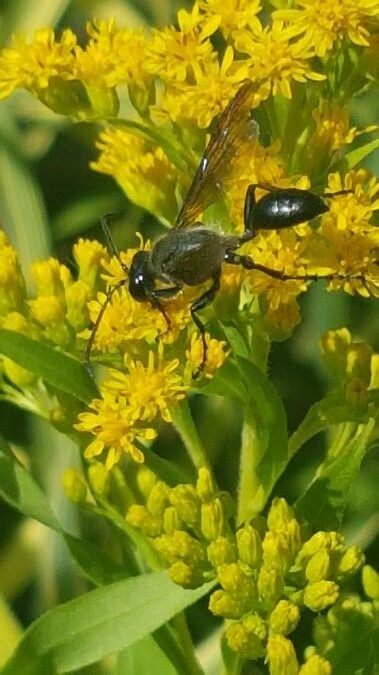 isodonte mexicaine