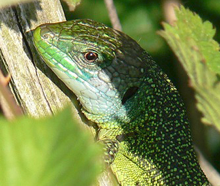 lézard vert occidental mâle