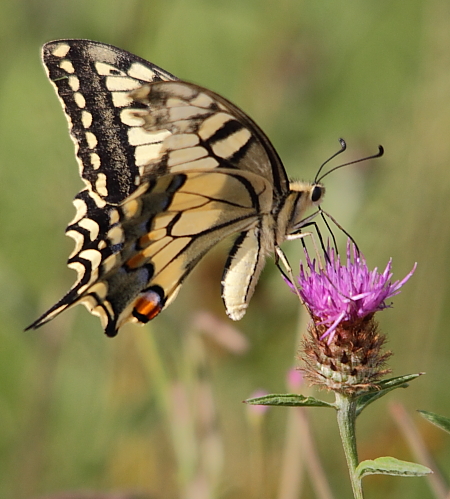 machaon