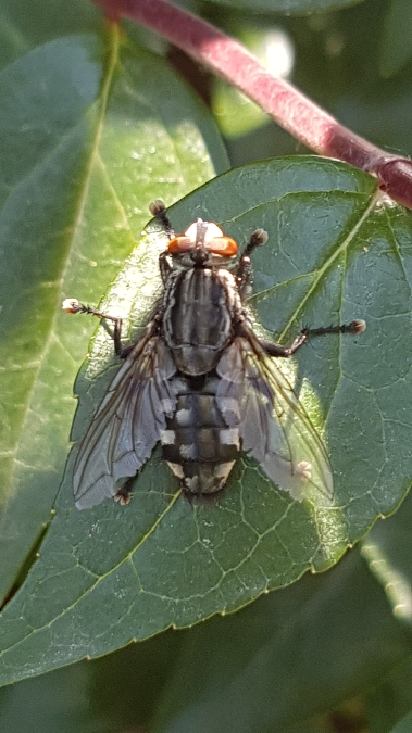 mouche à damier