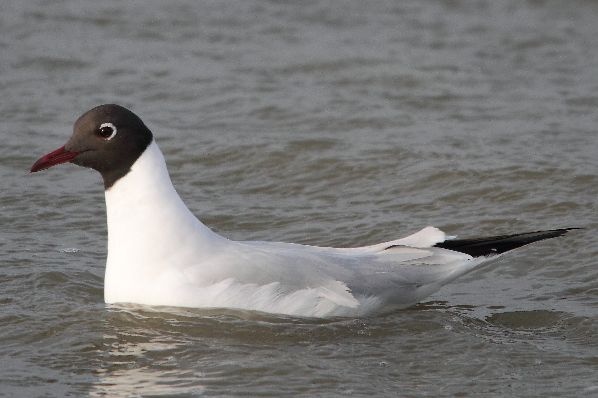 mouette rieuse Camargue